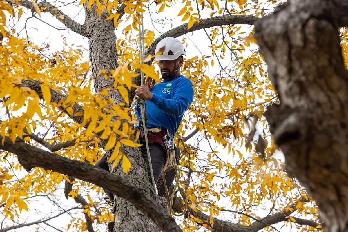 Skilled Tree Trimming crew working in Groveland